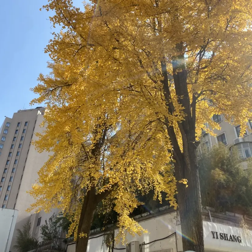 silk_labo系列1080P高清中字-女性向全集资源-无删减版百度网盘分享-浪漫影视典藏