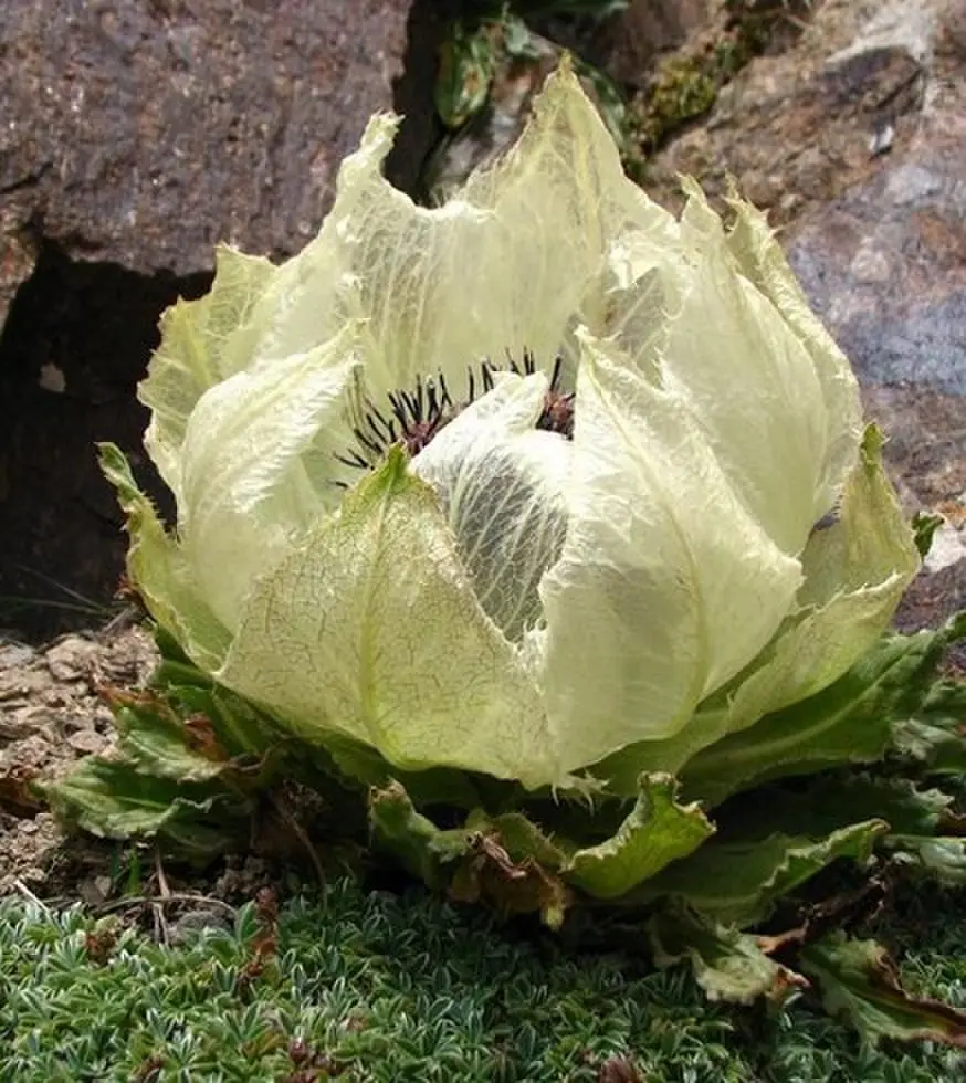 伦理电影《禁忌凝视》全片免费在线看，高清画质流畅不卡顿-《禁忌凝视》引发灵魂深处的拷问